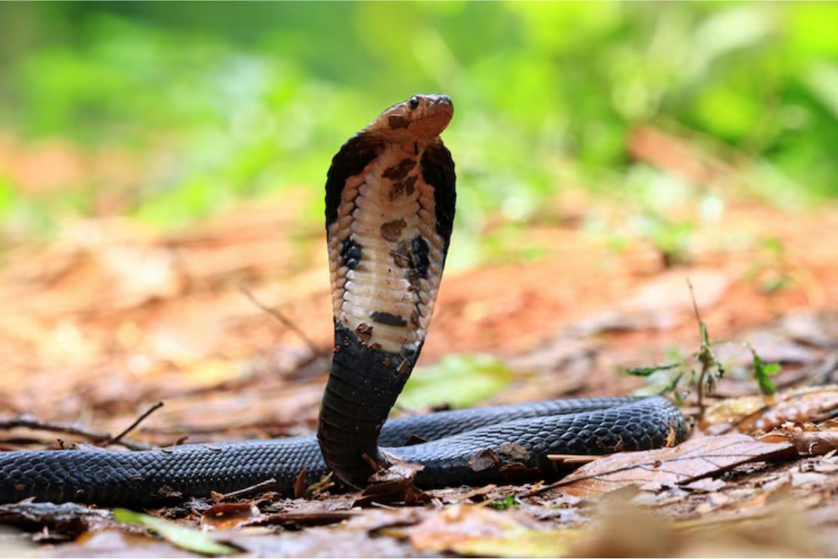 Snake Blood: किस देश के लोग पीते हैं सांप का खून? वजह जानकर कांप उठेगा कलेजा! 4 People Drink Snake Blood And Dont Die