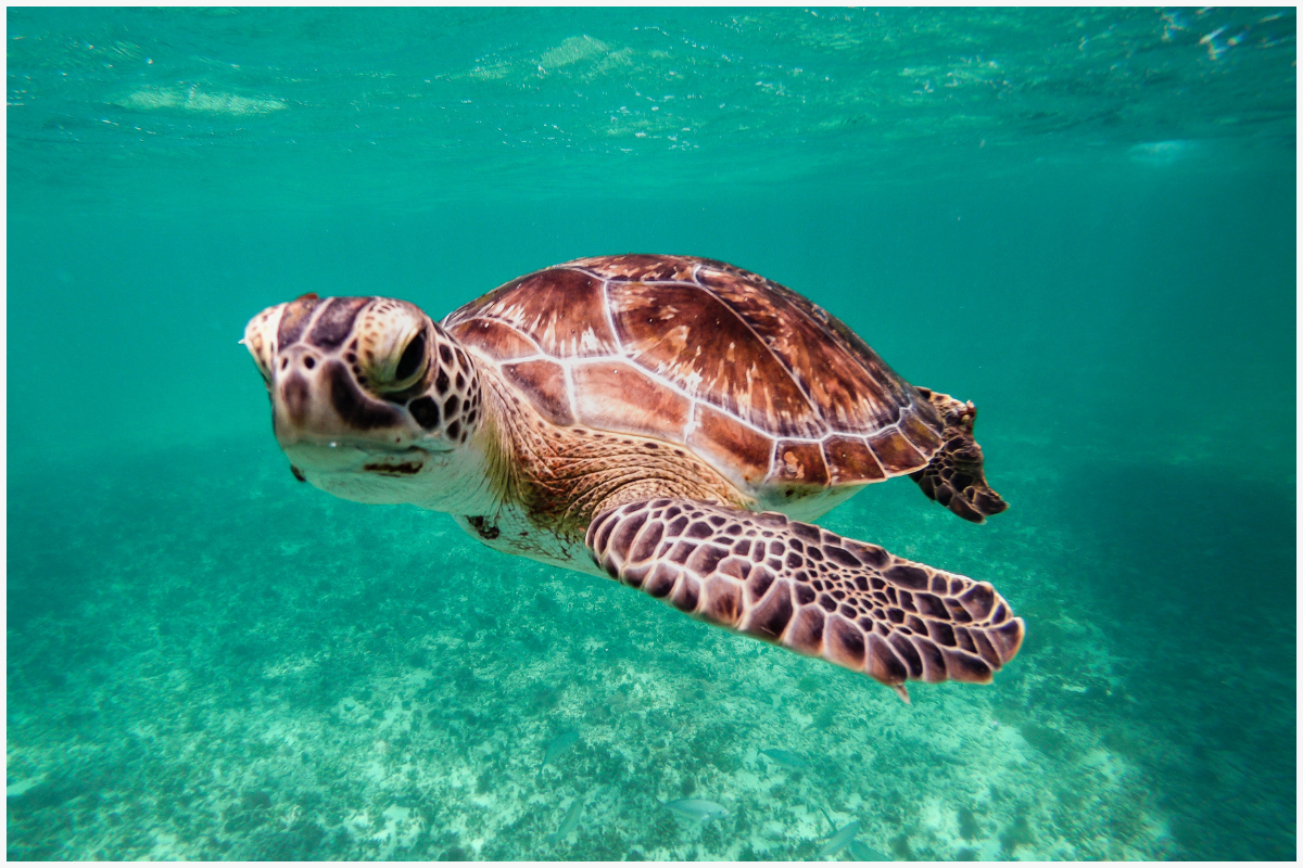 World Turtle Day 2025: जानिए इस दिन का महत्व और कछुओं से जुड़ी 10 हैरान कर देने वाली बातें 4 Amazing Facts About Turtles: कछुओं से जुड़े 10 आश्चर्यजनक तथ्य