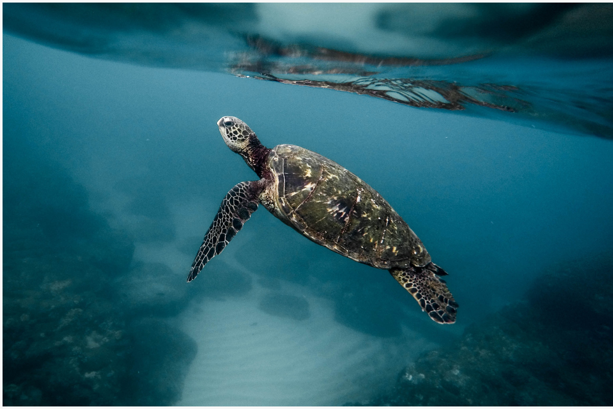 World Turtle Day 2025: जानिए इस दिन का महत्व और कछुओं से जुड़ी 10 हैरान कर देने वाली बातें 3 World Turtle Day 2025
World Turtle Day In Hindi
23 May Turtle Day
