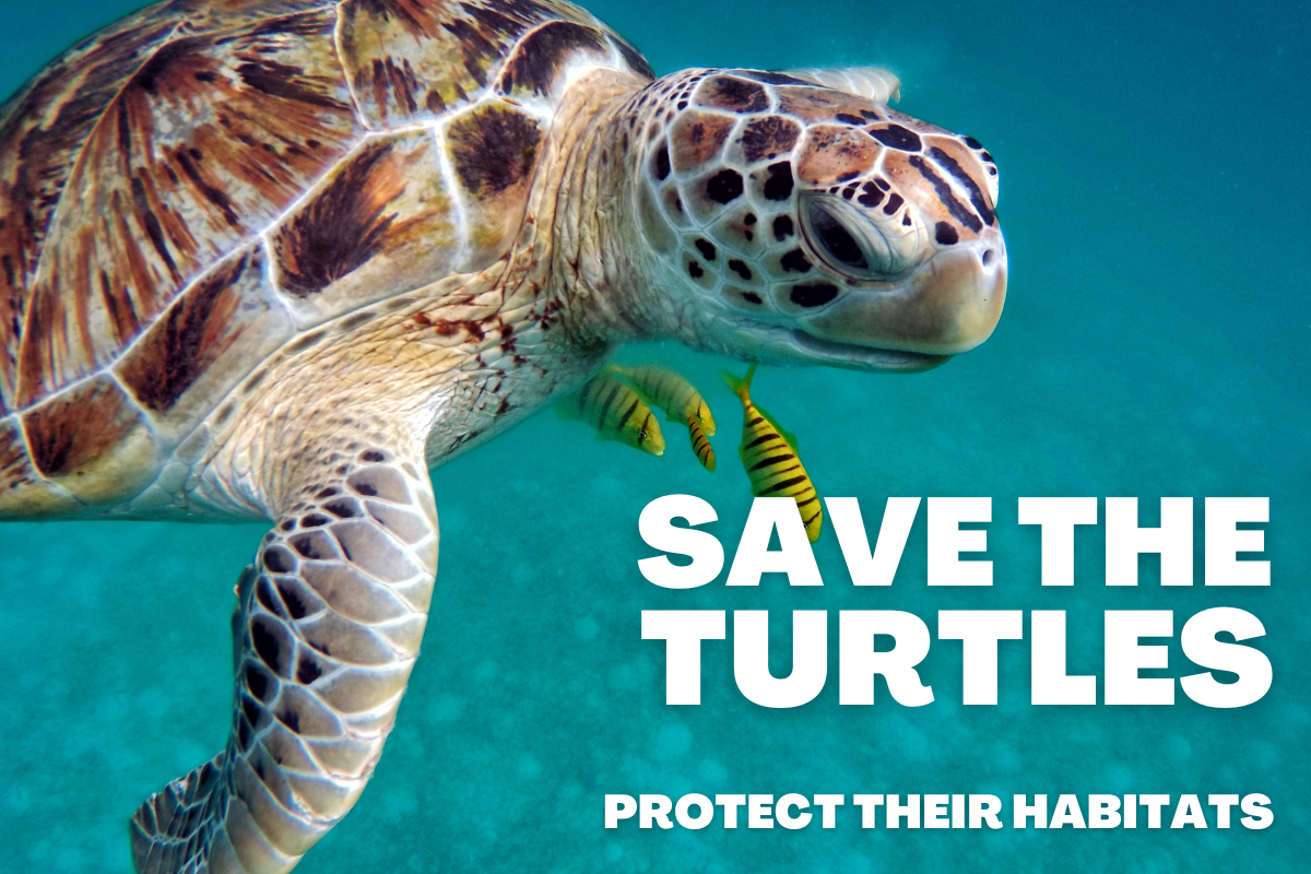 World Turtle Day 2025: जानिए इस दिन का महत्व और कछुओं से जुड़ी 10 हैरान कर देने वाली बातें 2 World Turtle Day 2025
World Turtle Day In Hindi
23 May Turtle Day