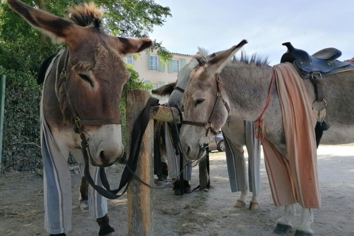 Pakistan Donkey: चीन के लिए गधे पाल रहा पाकिस्तान, लेकिन क्यों? जानकर नहीं होगा भरोसा! 3 China Donkey