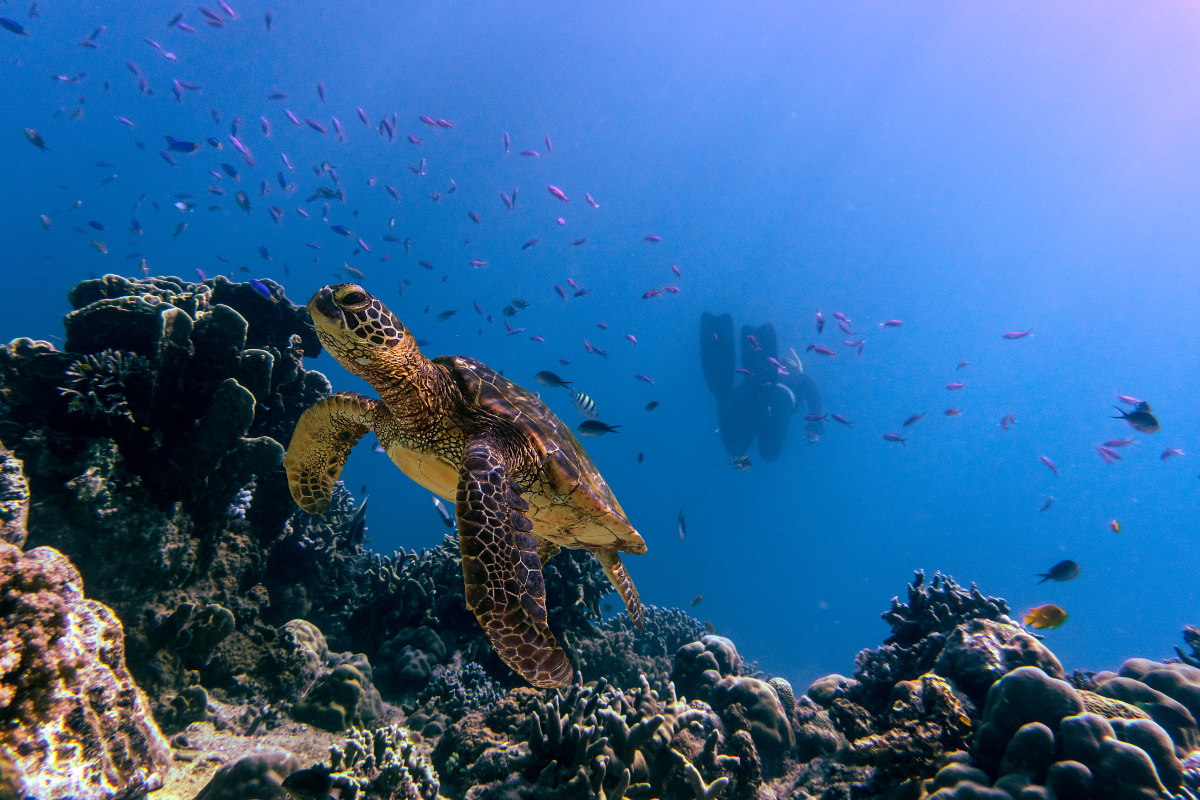World Ocean Day 2025: महासागरों को बचाने का संकल्प, जानें इस दिन का महत्व और इतिहास 4 Ocean Day 3