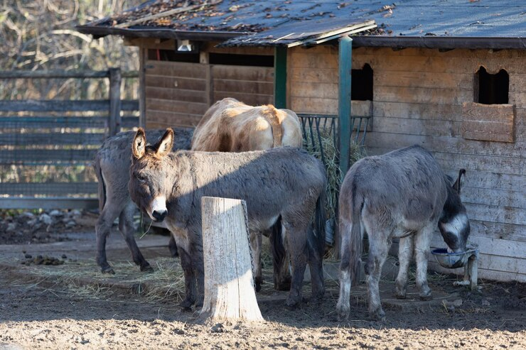 Pakistan Donkey: चीन के लिए गधे पाल रहा पाकिस्तान, लेकिन क्यों? जानकर नहीं होगा भरोसा! 2 Donkey