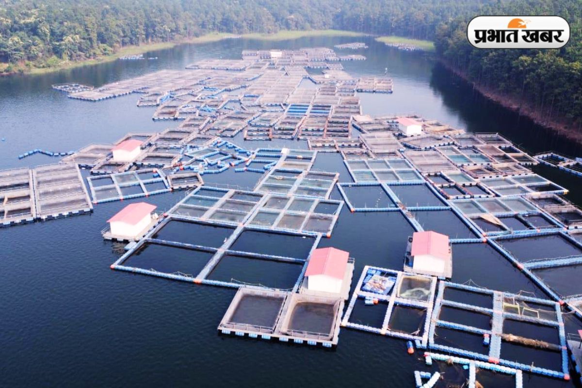 Photos: मत्स्य के क्षेत्र में आत्मनिर्भर बनेगा झारखंड, 4.10 लाख मीट्रिक टन मछली उत्पादन का लक्ष्य 2 Fish Farming In Kolhan Jharkhand News Today