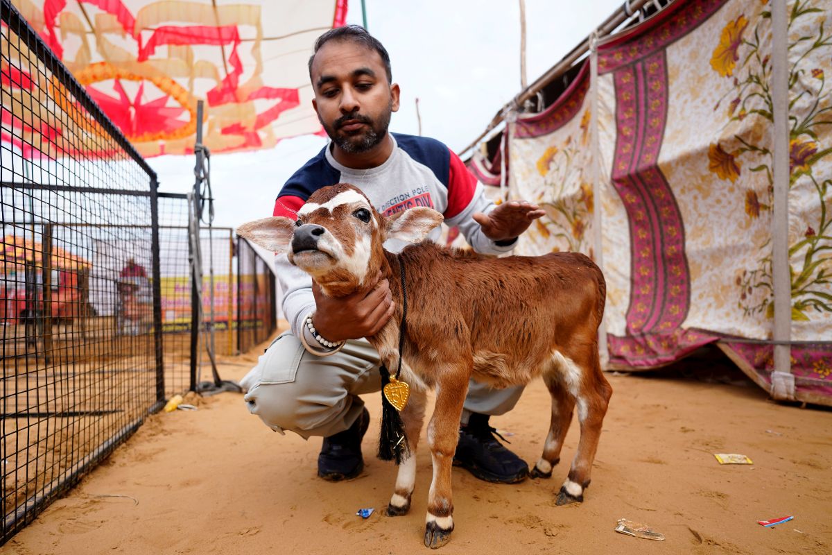 Pushkar Cattle Fair: हर दिन दूध, देसी घी और सूखे मेवे खाता है 23 करोड़ का भैंसा, 15 करोड़ का घोड़ा आकर्षण का केंद्र 3 16-Inches-Tall-Cow