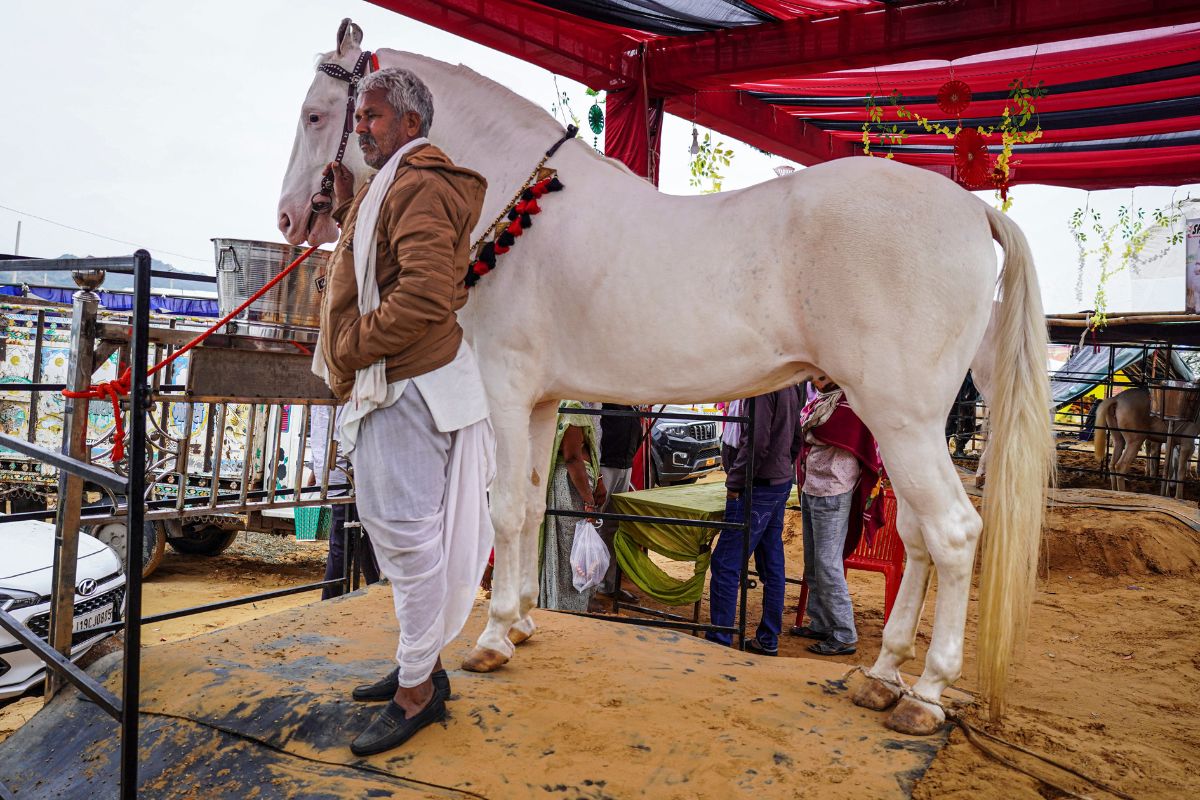 Pushkar Cattle Fair: हर दिन दूध, देसी घी और सूखे मेवे खाता है 23 करोड़ का भैंसा, 15 करोड़ का घोड़ा आकर्षण का केंद्र 2 Horse-Badal